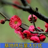 朱砂梅 园林绿植街道绿化梅花树 公园小区观赏工程苗