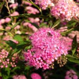 日本繡線菊小苗 花鏡花壇栽植 景區(qū)地被綠化叢植觀花植物