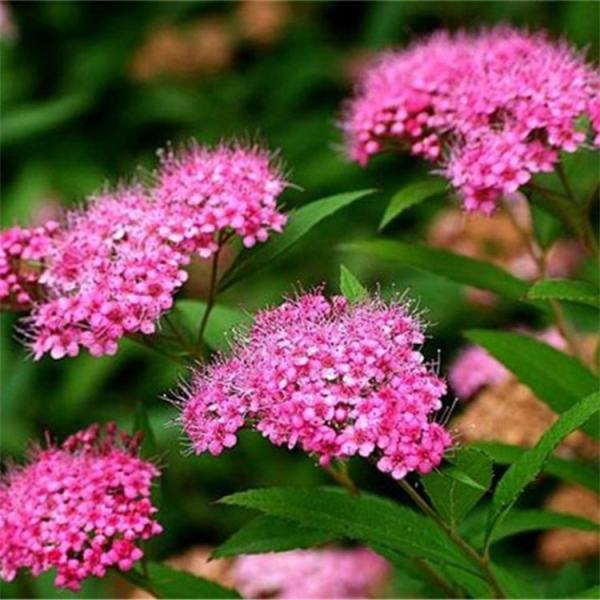 日本繡線菊