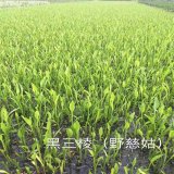 黑三棱 濕地河道水體綠化 庭院盆花栽植 小區(qū)園林綠化觀賞