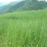 基地供應 香根草 濕地池塘造景植物 凈化水質(zhì) 河道觀賞苗