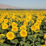 向日葵 太陽花 花壇花鏡庭院綠化觀賞苗 盆栽種植