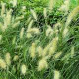 狐尾草 凈化水質 沉水植物濕地池塘公園河道種植造景工程草