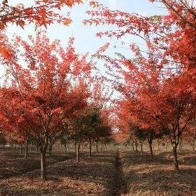 基地出售 鸡爪槭 易栽培 庭院小区公园观赏植物 市政园林绿化种植