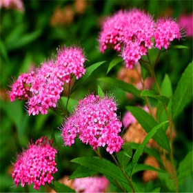 粉花繡線菊小苗 易成活 廣場花壇擺放 庭院小區(qū)公園園林綠化苗