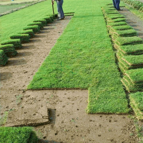 马尼拉草草坪草