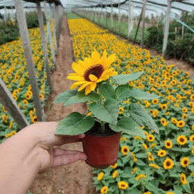 向日葵 阳台盆栽花卉 园林花坛花镜花海景观造景植物工程苗