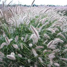 粉穗狼尾草 护坡绿植地被草花 色彩艳丽 庭院工程绿化苗