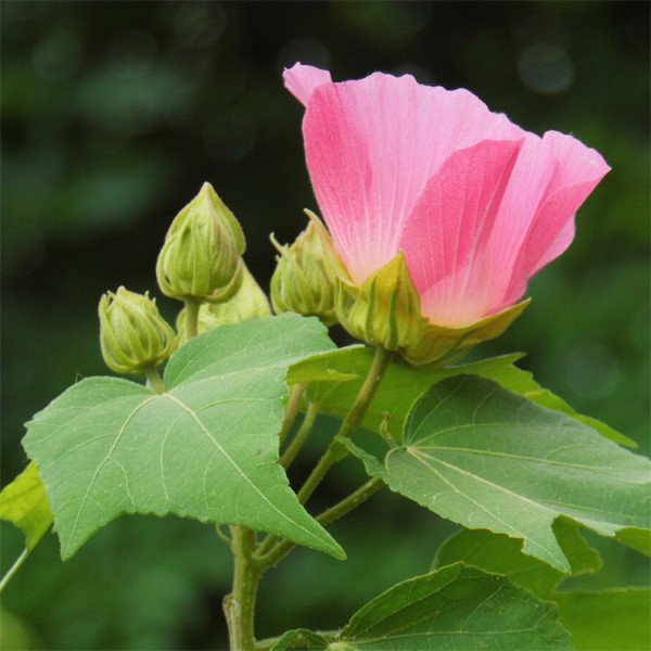 木芙蓉