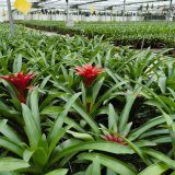 鳳梨小苗基地批發(fā) 花壇花鏡觀賞性種植 陽臺(tái)庭院園林濕地綠化工程苗