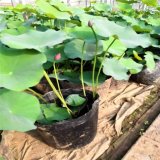 水生植物批發(fā) 睡蓮 適合濕地河道公園池塘種植 水生態(tài)修復(fù)綠化