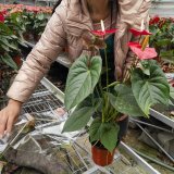 紅掌杯苗 花期久 四季常青 陽臺庭院道路兩旁點綴 園林綠化工程苗