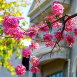 紅花風(fēng)鈴木 種類多 規(guī)格齊全 庭院小區(qū)別墅公園景觀工程樹(shù)