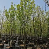 洋白蠟樹 頂峰基地出售 景區(qū)造景觀賞栽植 公園道路園林綠化工程苗