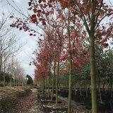 紅花槭 勃艮第百麗 卡匹克 景區(qū)庭院小區(qū)園林綠化造景風(fēng)景樹(shù)