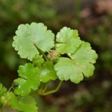 天胡荽 水生凈化水質(zhì)種植 公園小區(qū)池塘觀賞綠化造型工程苗