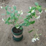 風車茉莉小苗批發(fā) 盆景盆栽花壇花鏡小區(qū)公園庭院綠化花卉