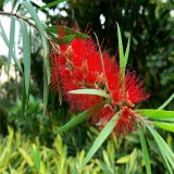 紅千層 花色艷麗 規(guī)格齊全 庭院室內(nèi)外公園園林綠化道路工程苗