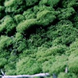 苔藓 青泥苔 多生于阴湿环境中 假山石植物墙藓装饰造景用