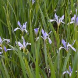 馬蘭花小苗 花壇花鏡花海觀賞性種植 庭院小區(qū)濕地園林綠化苗