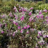 紅花玉芙蓉小苗基地 花色艷麗 小區(qū)庭院公園道路種植觀賞工程苗