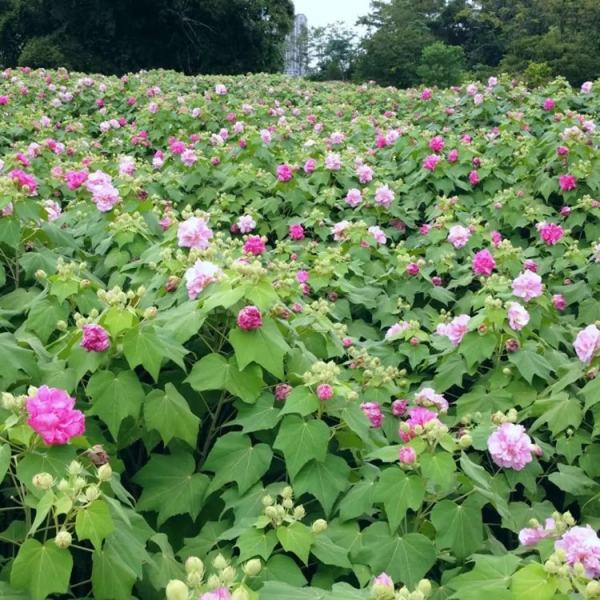 非洲芙蓉花