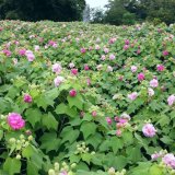 非洲木芙蓉树 规格齐全 景区道路两旁点缀苗 庭院小区园林绿化风景树