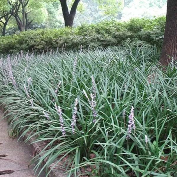 花葉山麥冬