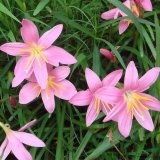 紅花蔥蘭 小苗基地 花壇花鏡花海觀賞性種植 陽臺庭院園林綠化苗