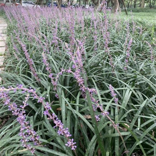 花叶山麦冬