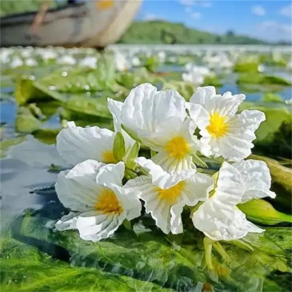 海菜花