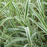 玉帶草 盆栽地栽 多年生耐寒宿根 花鏡植物庭院陽(yáng)臺(tái)觀葉草花