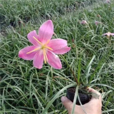 韭蘭 多年生草本植物 花壇花鏡花海觀賞性工程苗 園林綠化種植