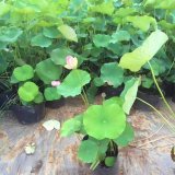 基地長期供應 水生植物碗蓮 池塘河道觀賞性種植 水體綠化 凈化水質(zhì)