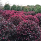 紅花檵木球基地供應(yīng) 園林景區(qū)球類觀賞苗 庭院小區(qū)道路花壇栽植苗