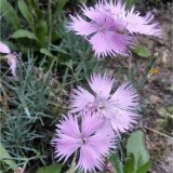 瞿麥小苗 花壇花鏡花海觀賞性種植 庭院小區(qū)園林綠化造景苗