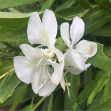 姜花基地供應(yīng) 池塘河道造景植物 道路綠化苗 花壇花鏡鑲邊配植