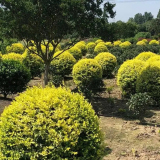 基地供應(yīng)變色女貞 四季常青色塊苗 花壇花鏡道路公園造景工程苗