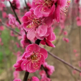 基地批发 骨里红红梅 规格齐全 道路庭院花坛种植观赏庭荫树