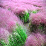 粉黛亂子草 毛芒亂子 四季庭院陽臺(tái)景觀 花壇花鏡花海觀賞性種植苗