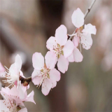 基地批發(fā) 山桃花 景區(qū)點綴造型綠化工程 小區(qū)公園庭院觀賞樹