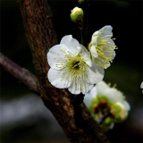 綠萼梅小苗 規(guī)格齊全 公園道路園林觀花苗 庭院小區(qū)觀賞風(fēng)景樹