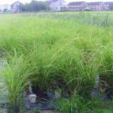 晨光芒 种植基地 用于花坛花镜点缀 河道美化 景区用工程苗