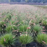 鋪地毛冠草 多年生草本植物 花海工程打造 庭院園林綠籬觀賞花卉