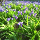 四季常綠水生植物 紫花鳶尾 濕地湖泊庭院小區(qū)園林綠化造景苗