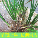 石菖蒲 濕地公園生態(tài)浮島 河岸池塘沼澤地綠化造景綠化工程苗