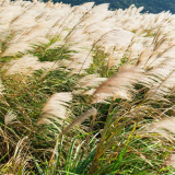 玲珑芒 护坡固土 河道池塘两旁点缀观赏草 地被绿化栽植苗