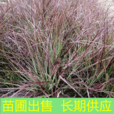 火焰狼尾草小苗 叢生適應(yīng)性好 景區(qū)公園護(hù)坡綠化地被觀賞草