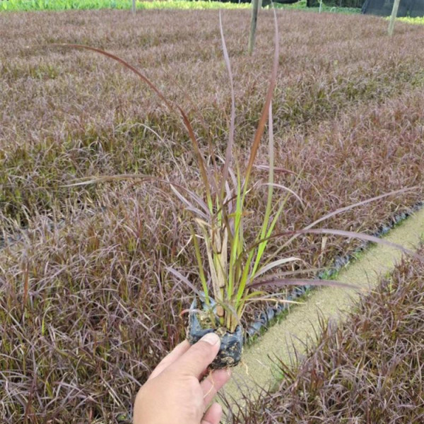 火焰狼尾草