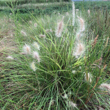 白美人狼尾草 盆景盆栽栽植苗花壇花鏡租擺 庭院小區(qū)公園綠化苗